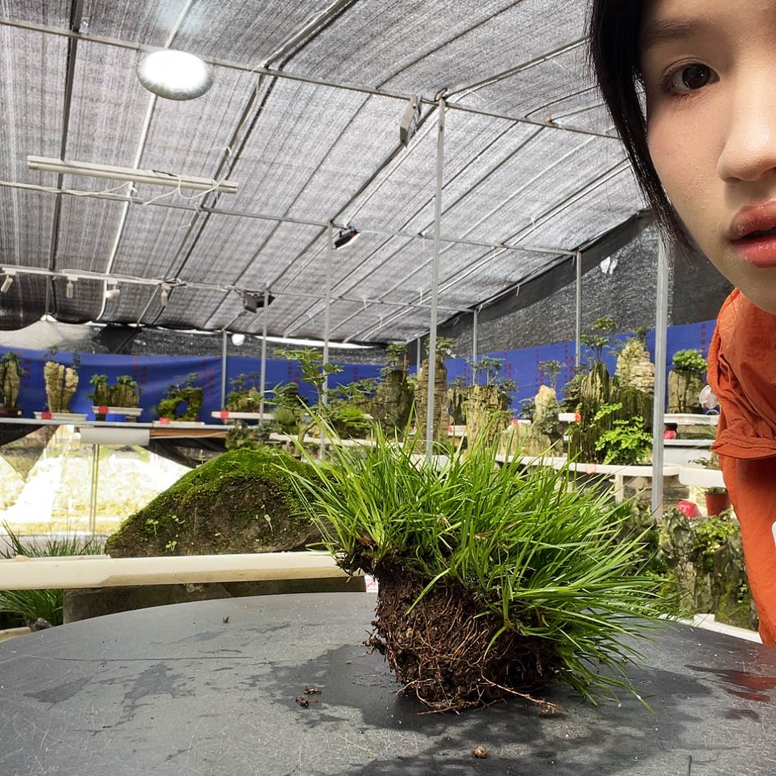 风****当前无花栽培后可以开花