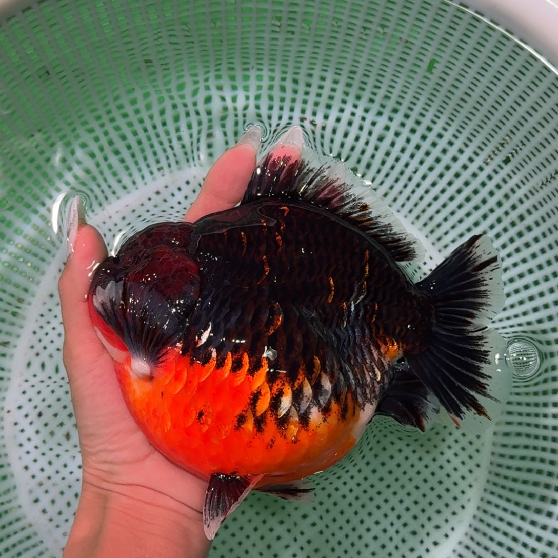 金鱼类不分公母17