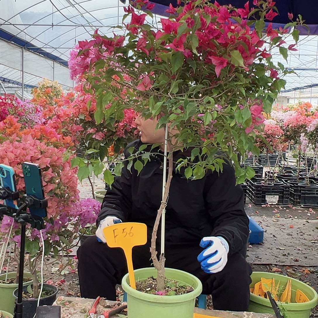 贺***娟大部分花苞少量开放F56酒红桑巴