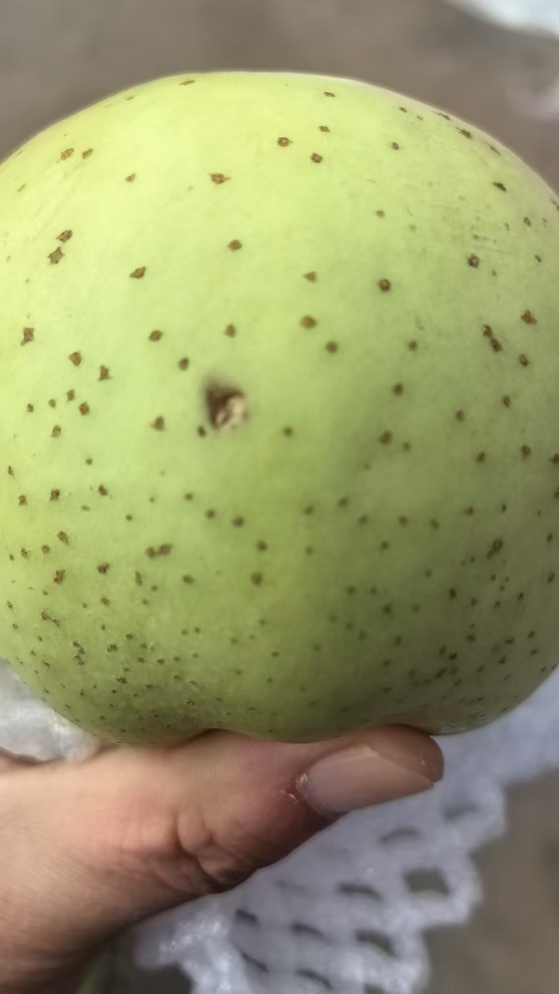 【西安中通发】二级果新疆王林苹果酸甜 净重4.5斤 削皮后食用