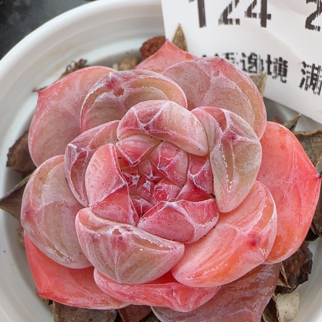 花语逸境0207-124