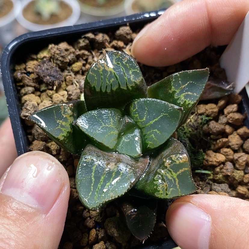 【闪购商品】162实生