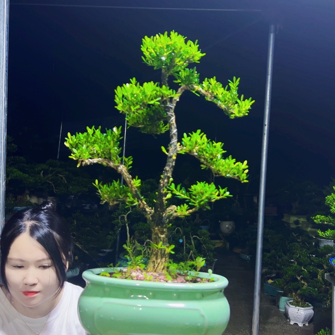 无花朵黄杨木       