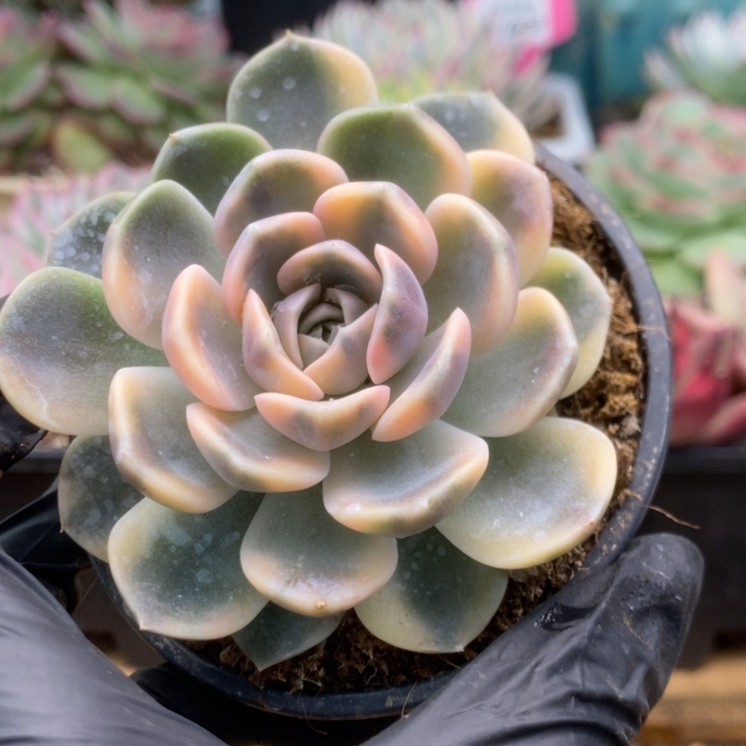 121汉堡锦锦锦锦锦