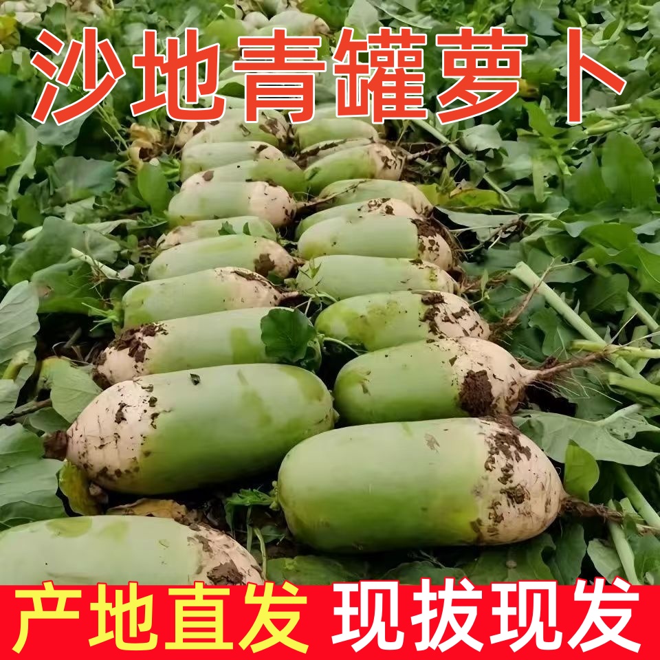 【沙地青萝卜】新鲜现挖青萝卜农家自种白萝卜绿色蔬菜5/9斤