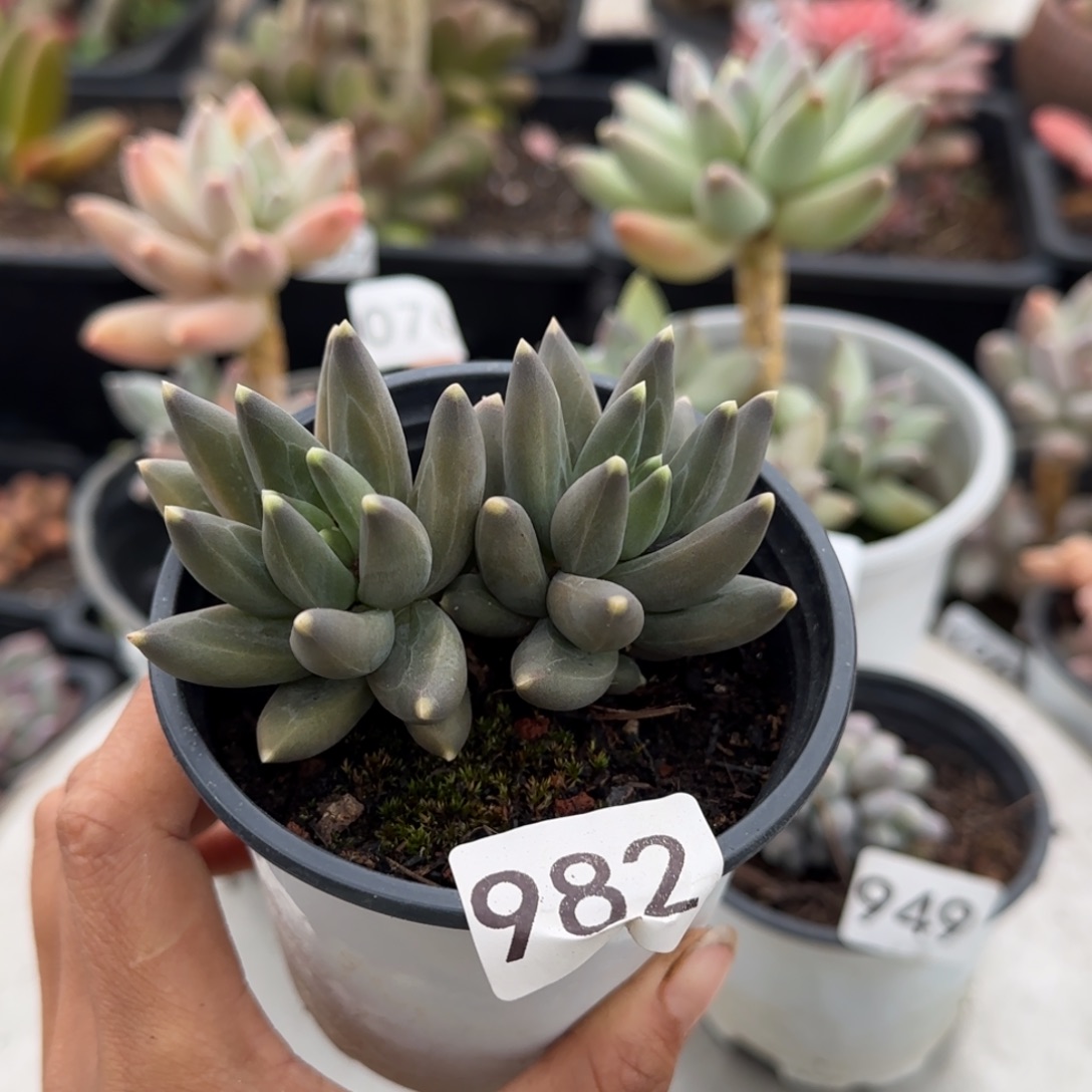 982号一物一拍一物一拍