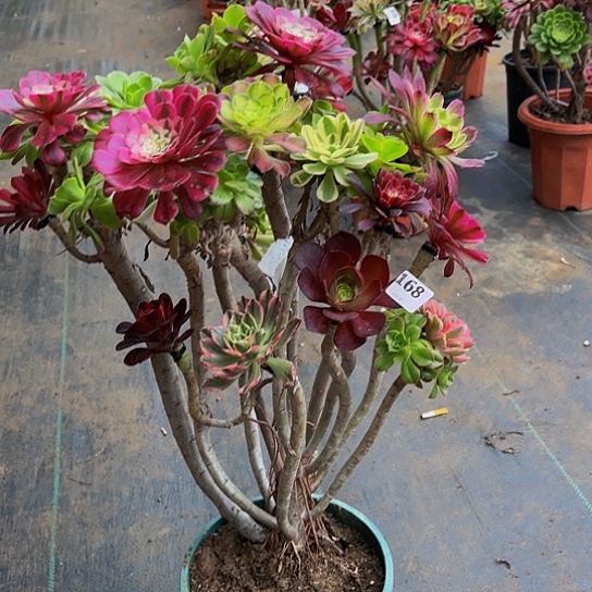 一**开嫁接法师的方法16888