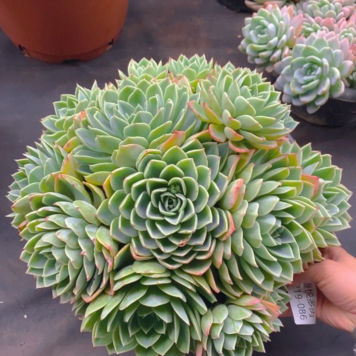 夏悅多肉 0219-86三色锦
