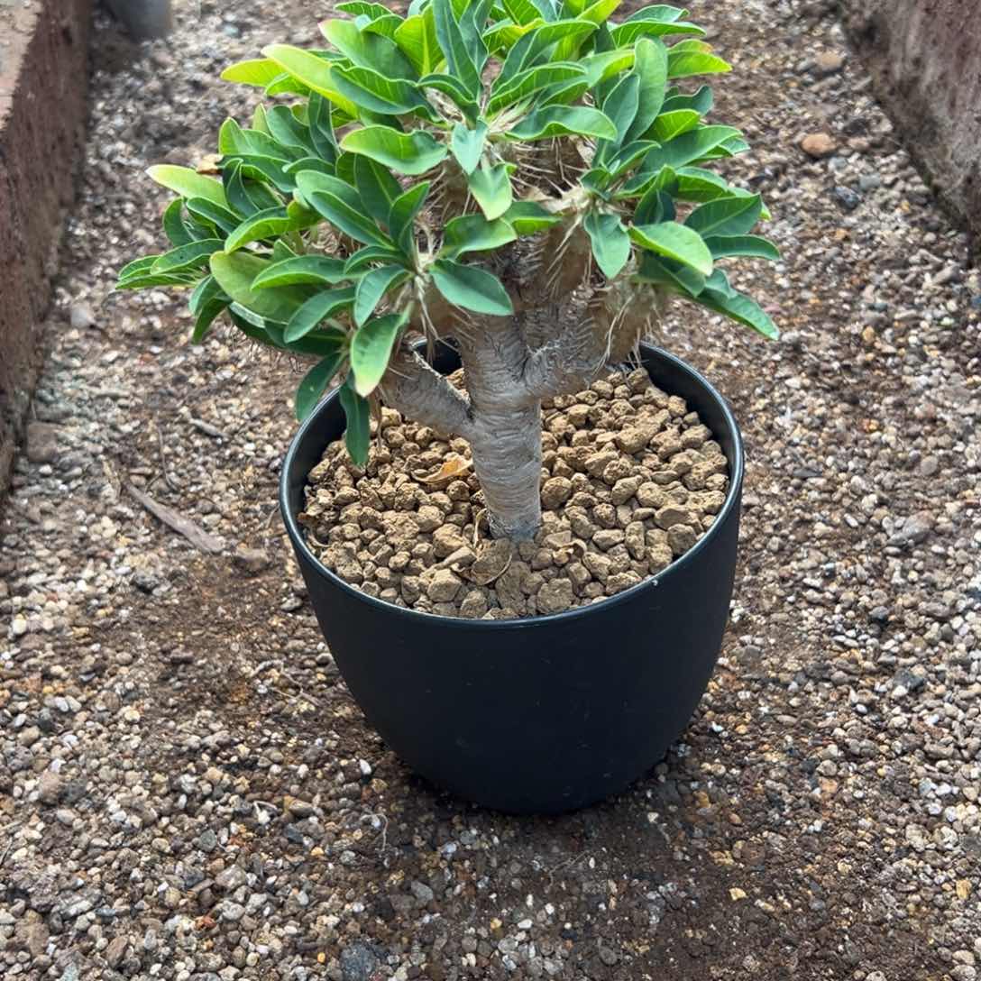 鬼切wwwwwwwwwwwwww