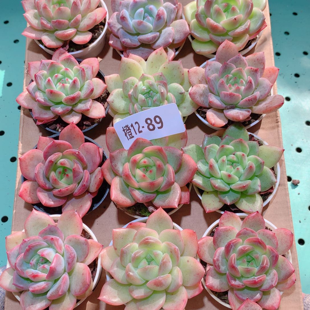 12-89一物一拍多肉带盆18颗