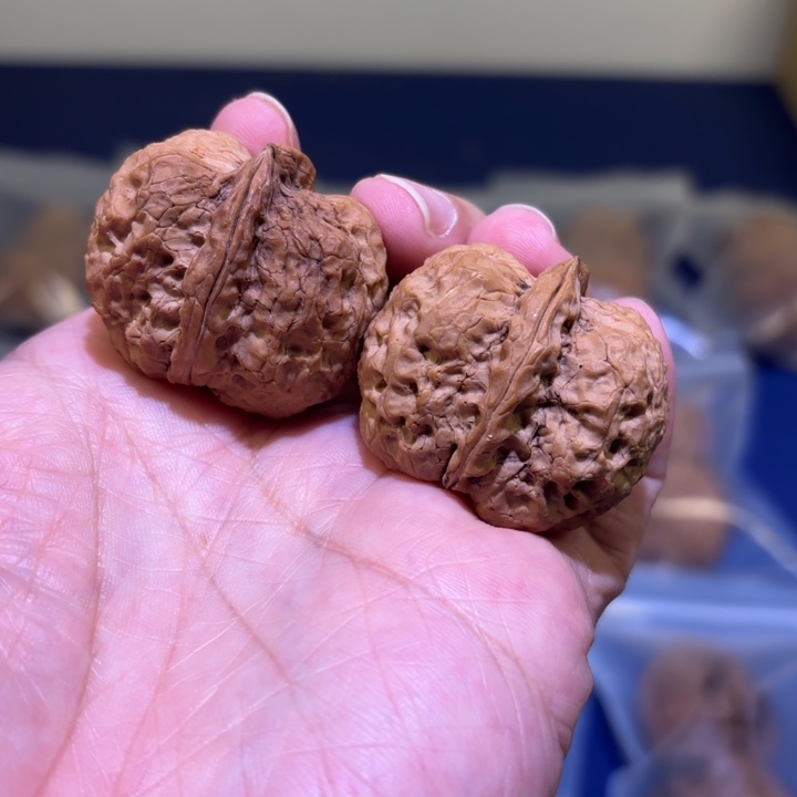 文玩核桃吊坠天元鼎