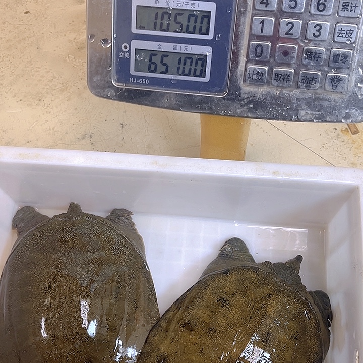 中国大陆野生甲鱼包邮包活