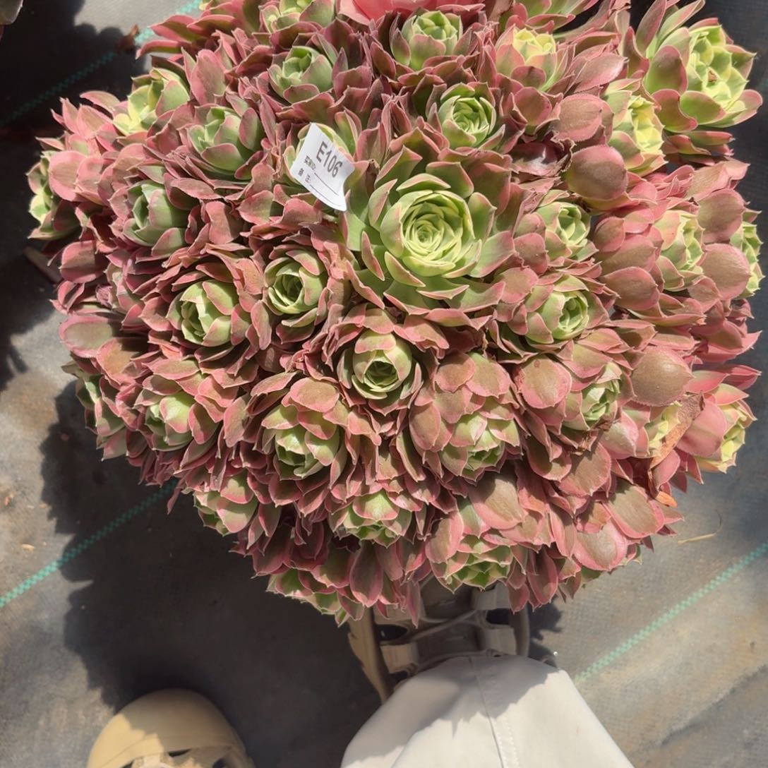 106大胖控养白凤多肉植物