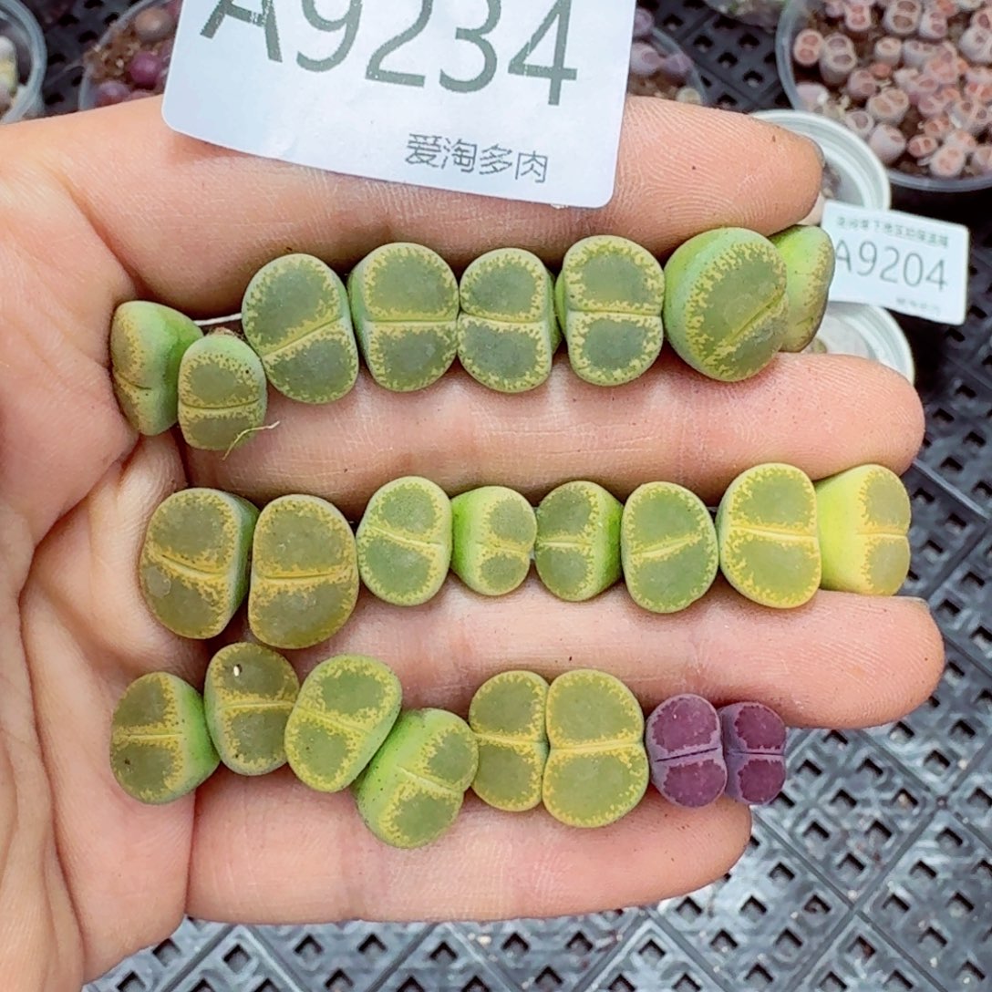 9234–-零下地区需拍保温箱