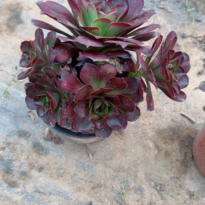 744美金多肉植物