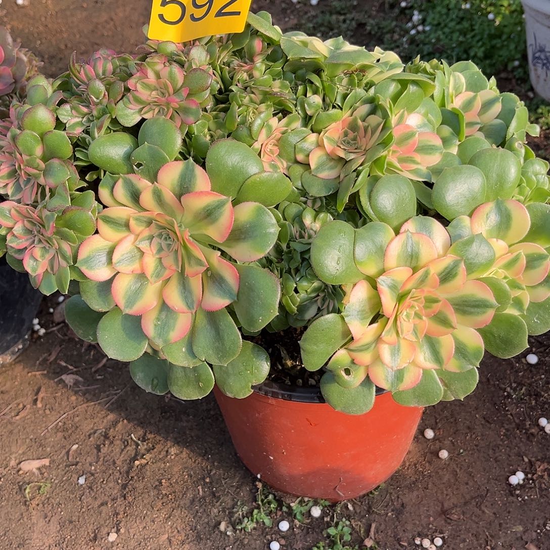 592香妃缀化多肉植物多肉