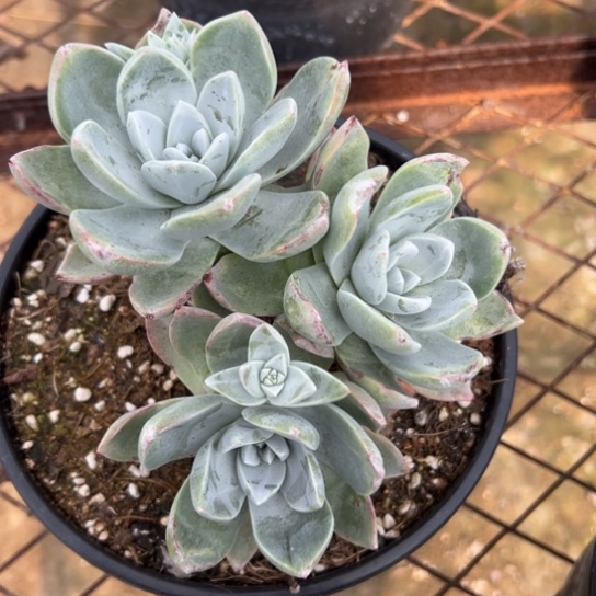 小*姐姐看看～爱你哟～