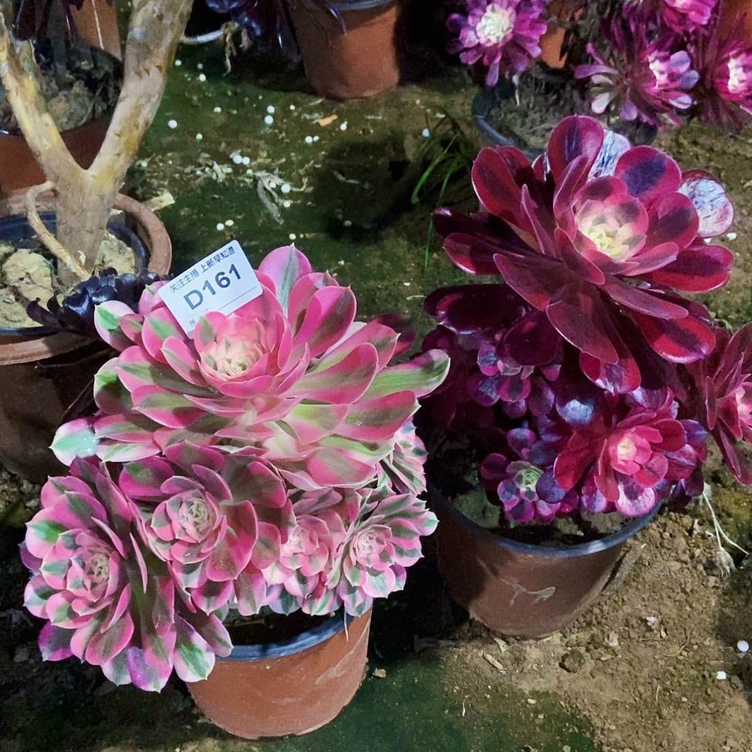 夜**光多肉16100000000000