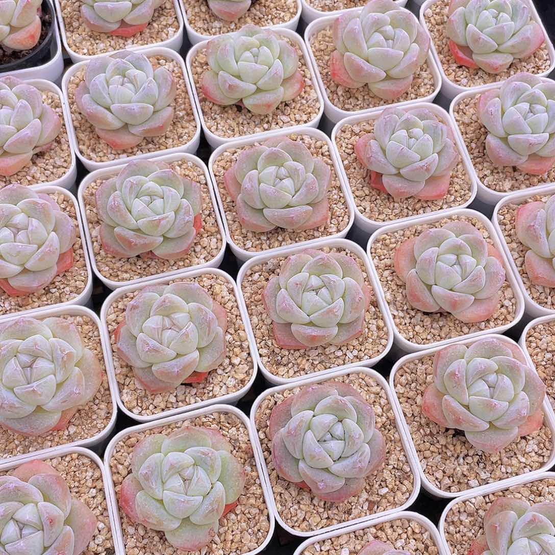 量拍100号 樱花钻石冰玉单头2个