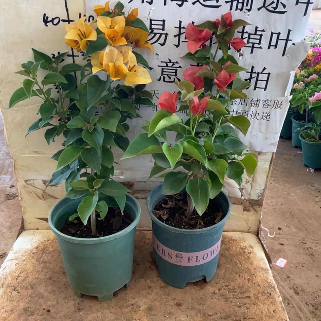 当前无花朵，栽培后可花朵4h2