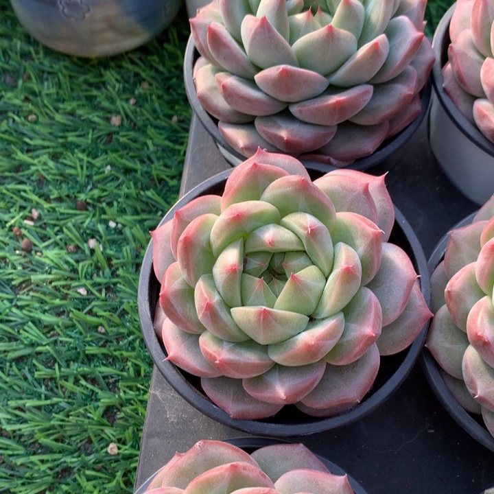 青鸾                多肉