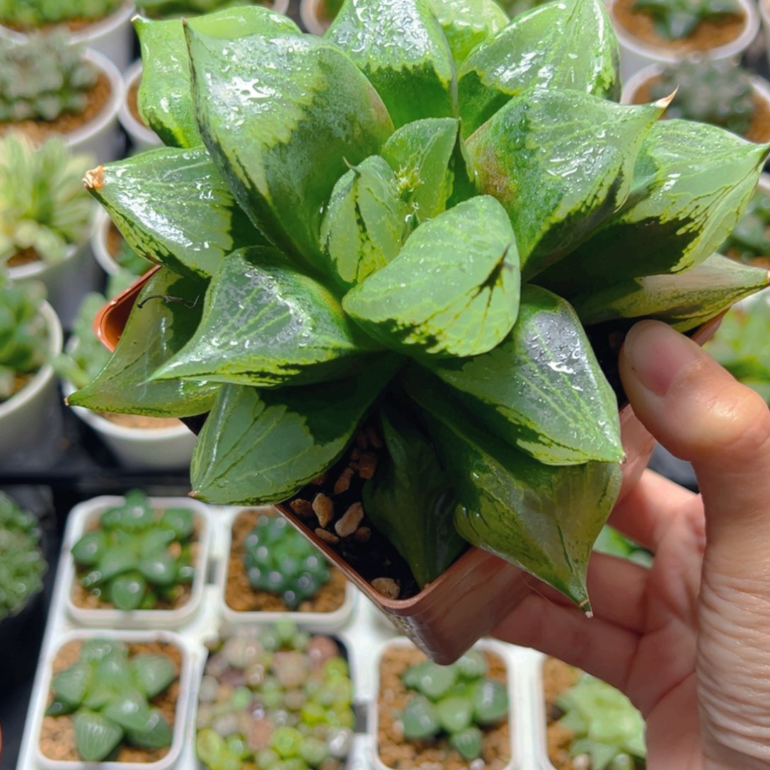 ****23837多肉植物一颗多肉