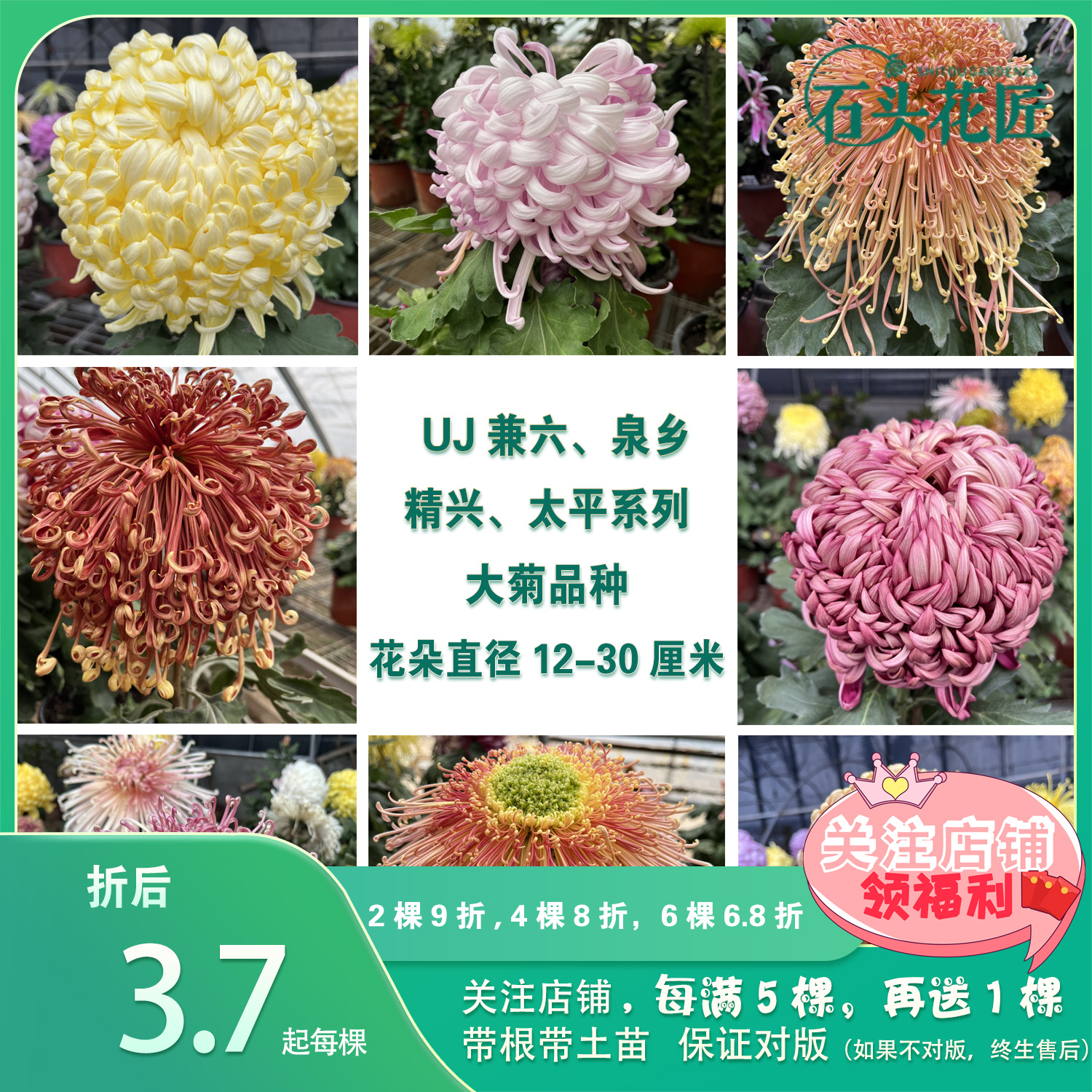 石头花匠传统大菊苗35个品种 兼六红兼六香 独本菊花多年生宿根 