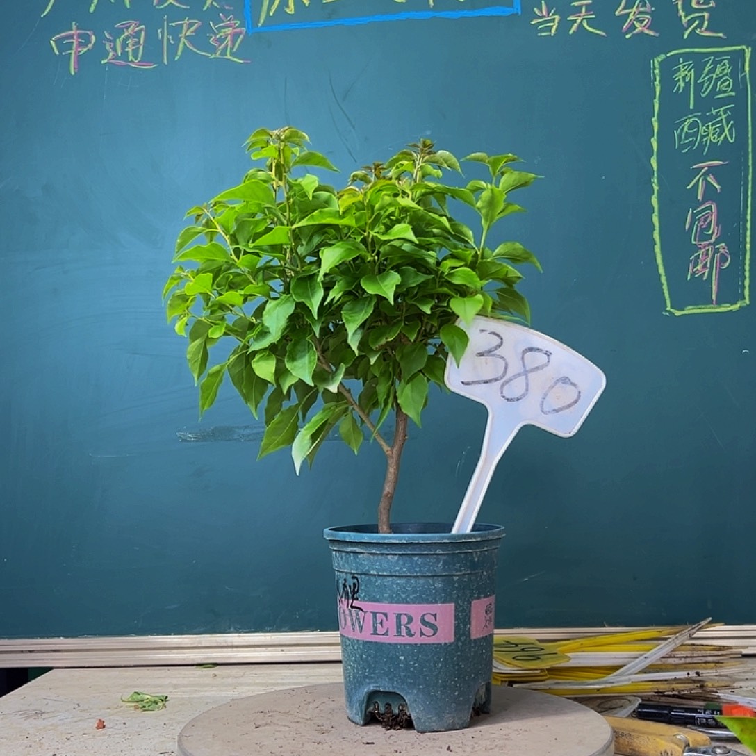 当前无花栽培后可以开花开播 红狐狸 380