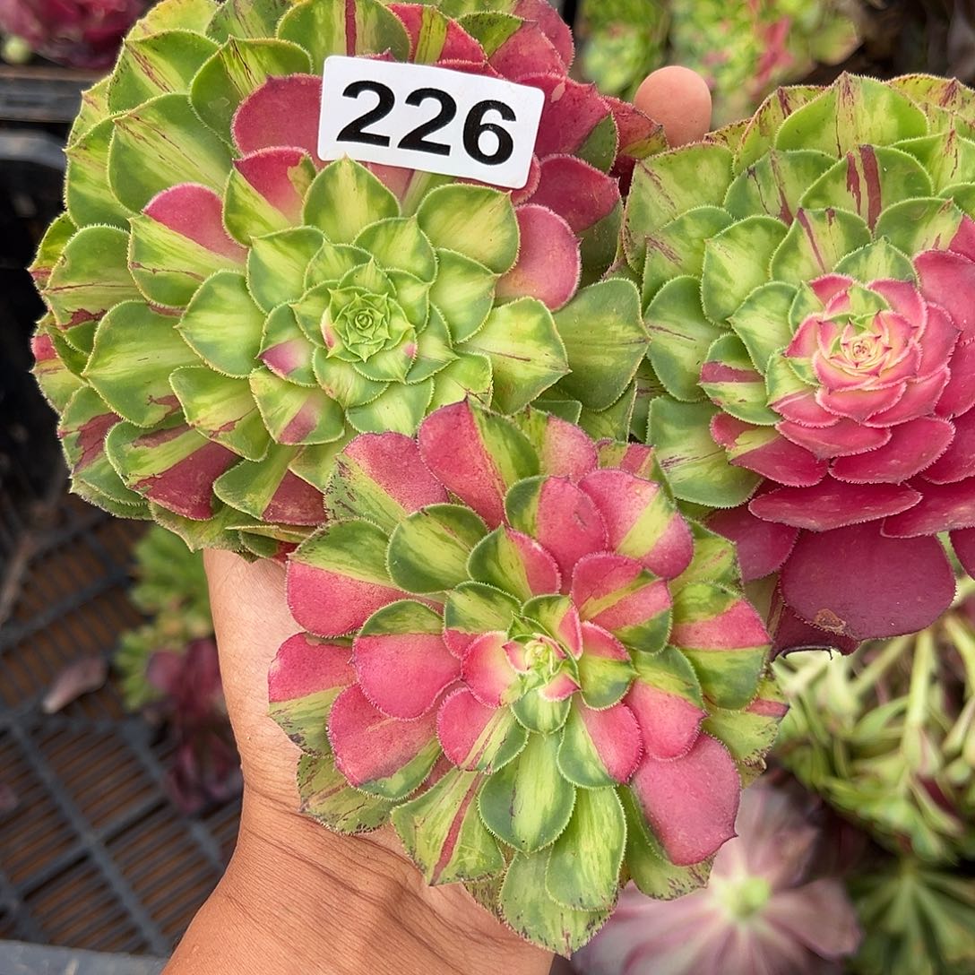 明***妈精品多肉植物226知否