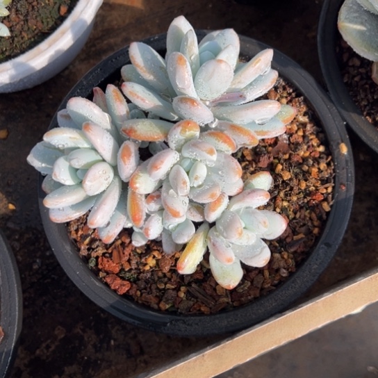 雪美人 夏鸣园艺