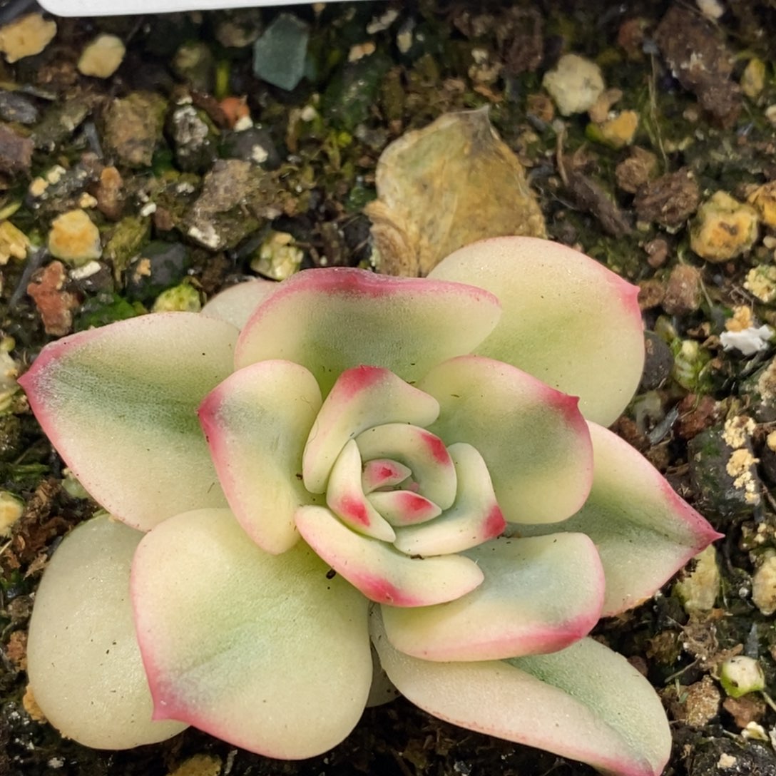 743三文玉锦头盖刚出根