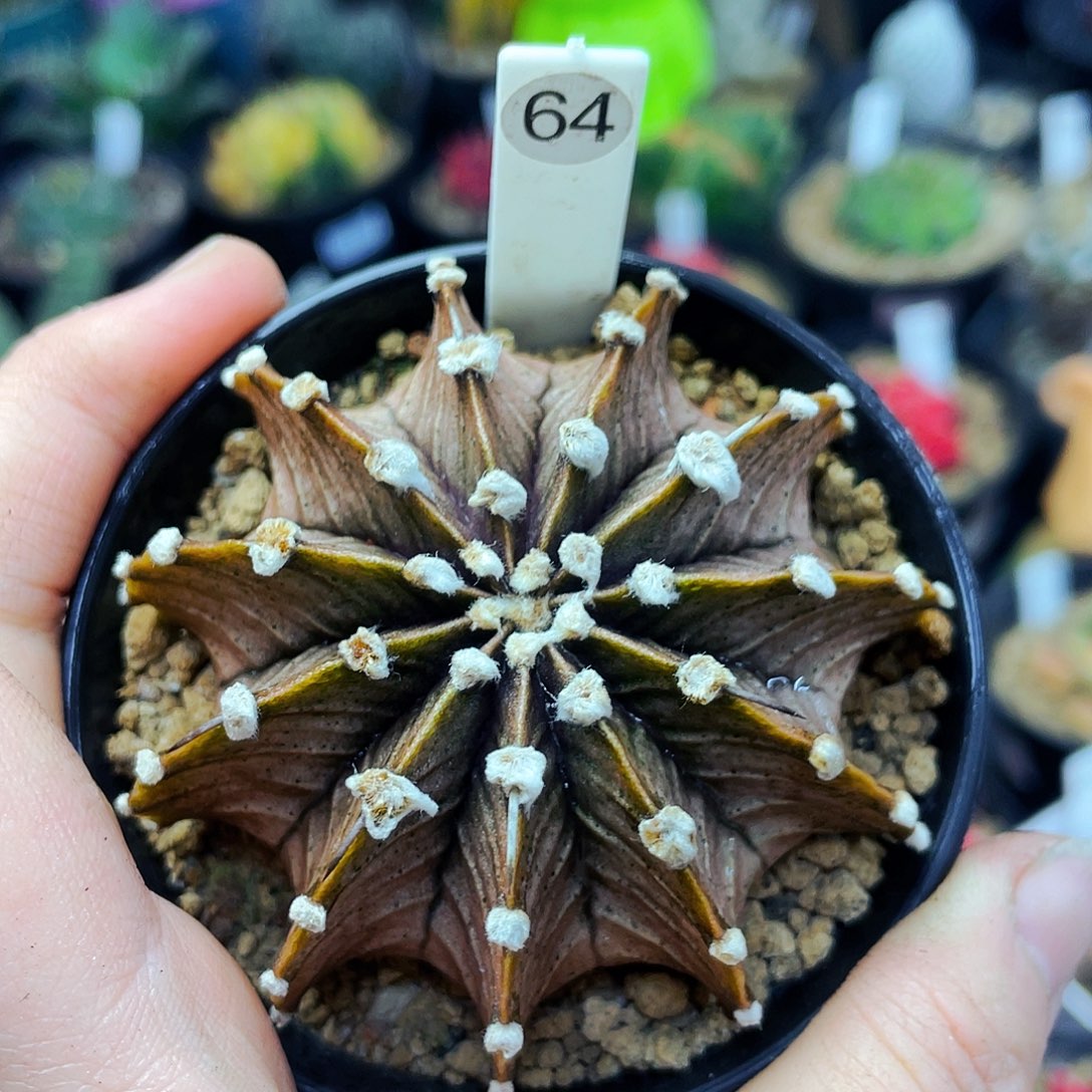 非偏远地区25包邮仙人球