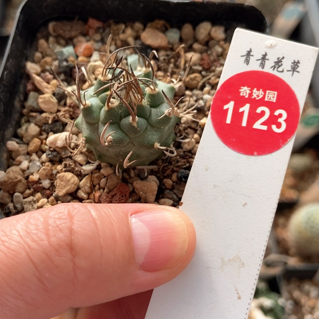实生碳刺娇丽2.7cm