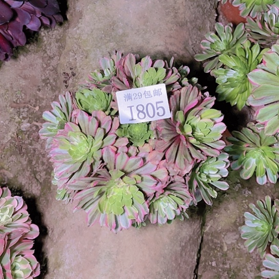805花脸粉黛多肉植物