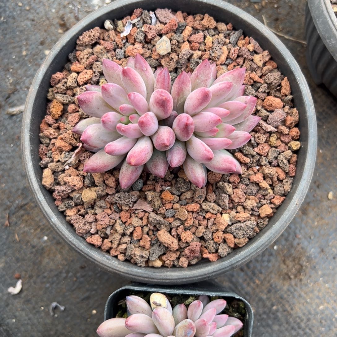 多肉车厘子【非偏远地区满18包邮】