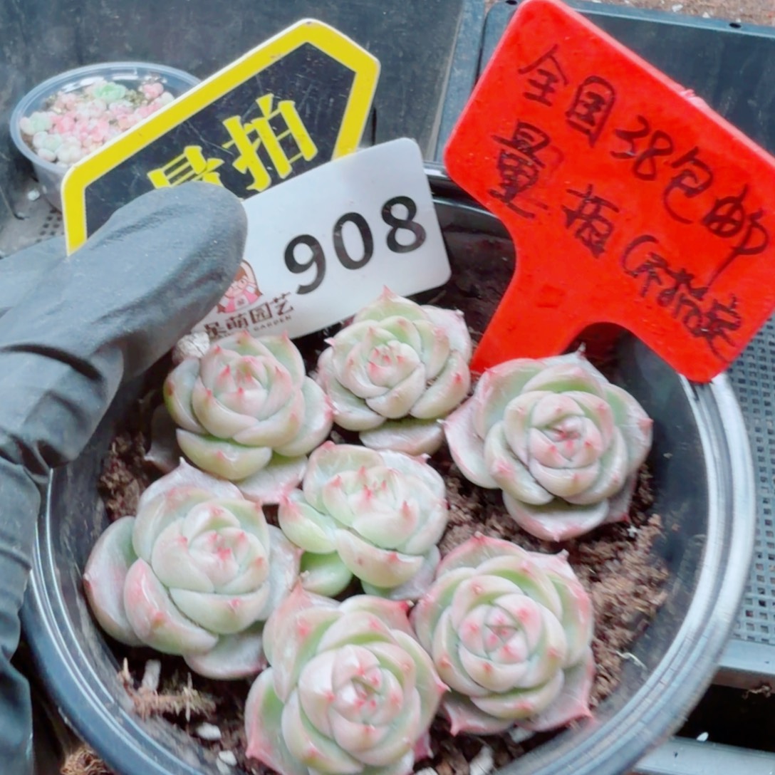 多肉植物多肉植物