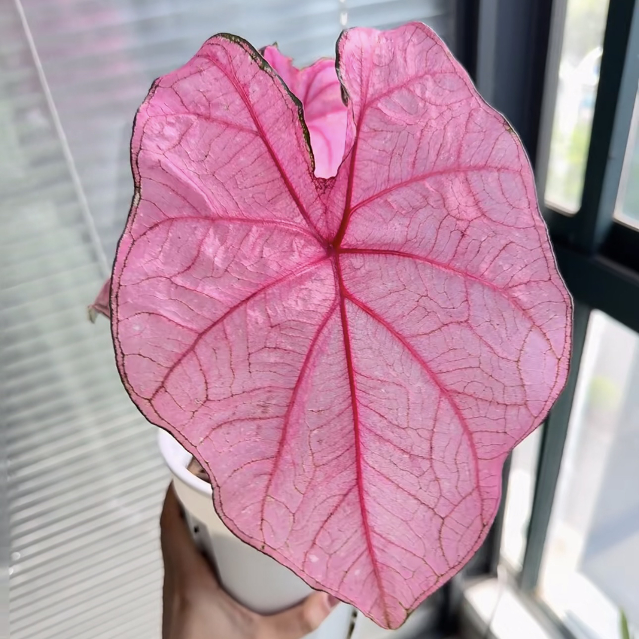 【特惠安妮】进口美球！彩叶芋热植耐热种球多年生懒人绿植ins风