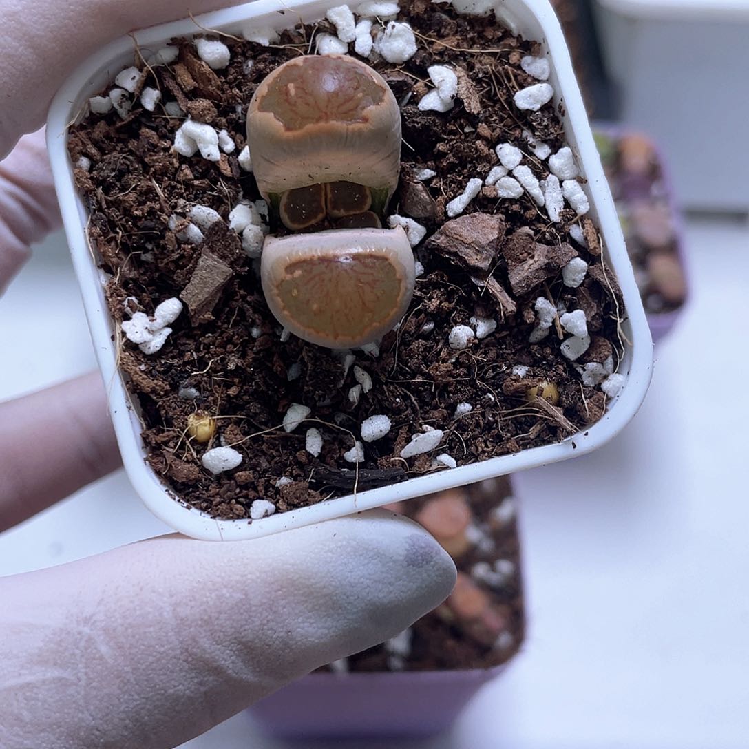 450 带盆土发货…………