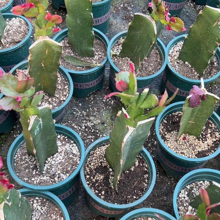 华***妮64号037黄色重瓣，88888