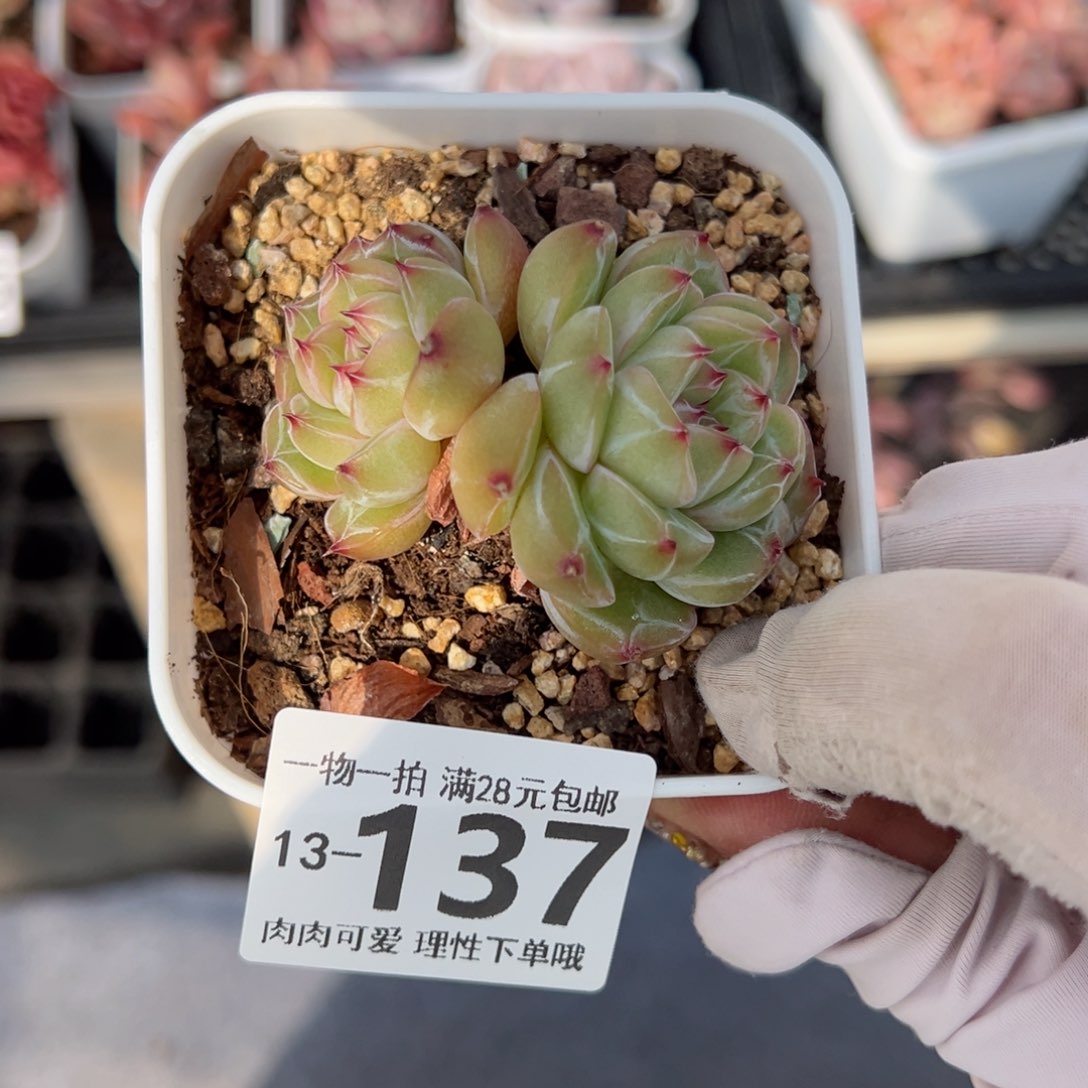 雪花珍妮多肉多肉多肉