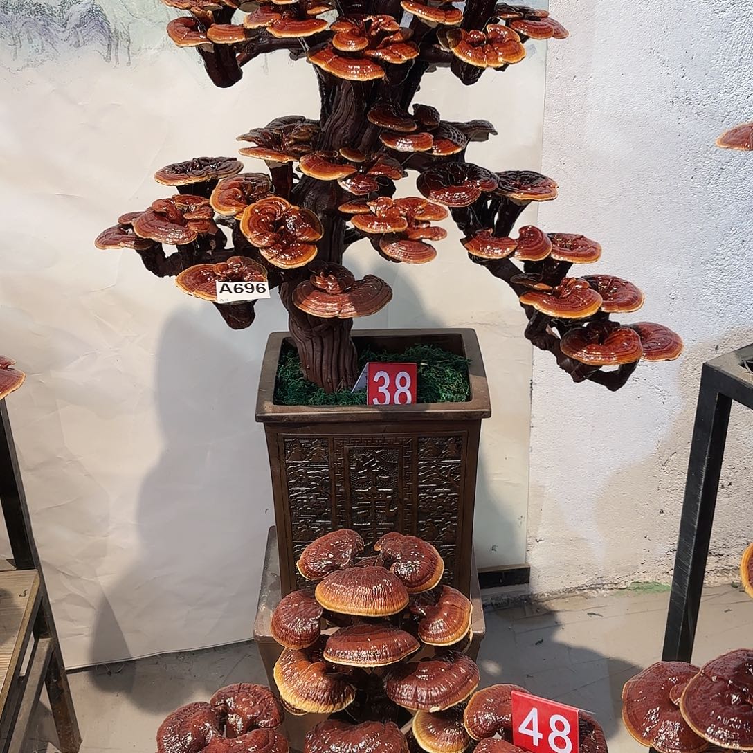 H***C无花朵灵芝88888888888888888