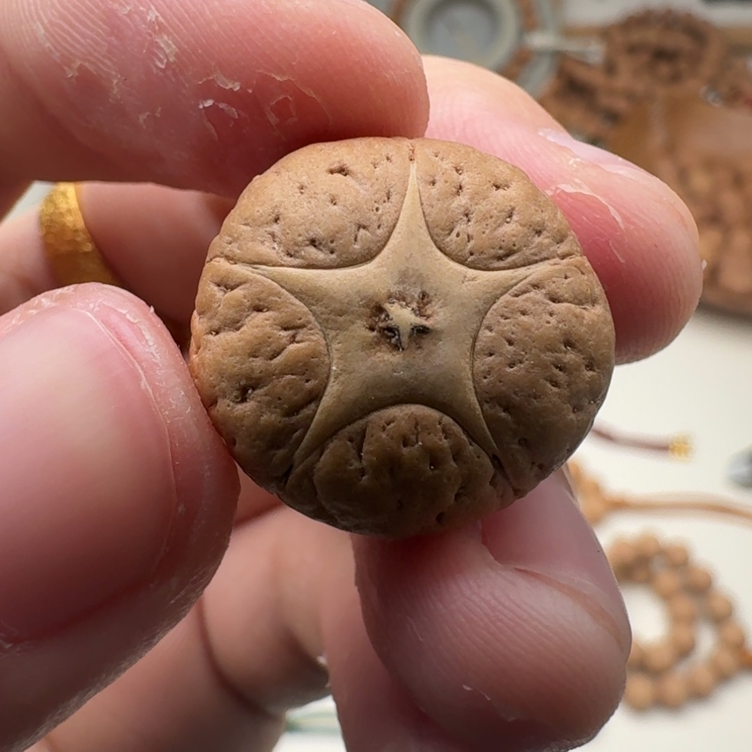 吊坠凤眼菩提20.6/15.5五星