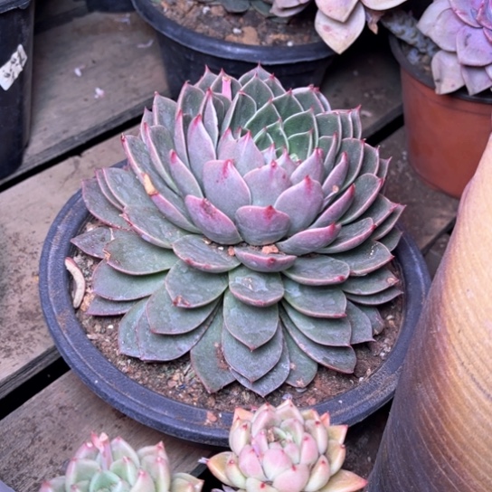 静*好多肉植物的植物