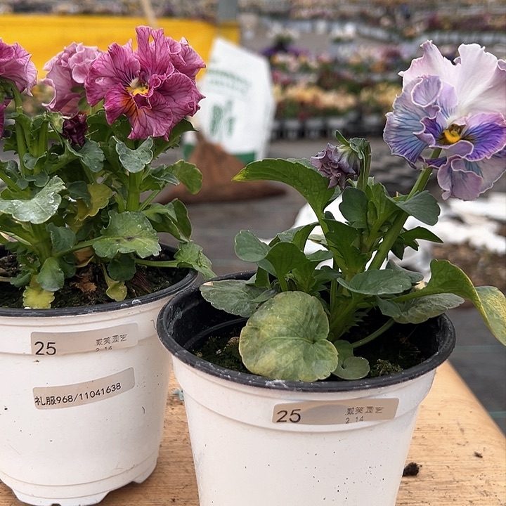 红陶抖音直播闪拍25