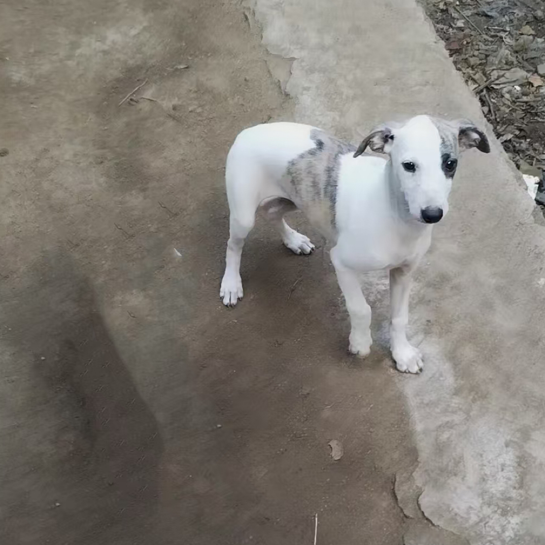 杜高犬幼崽狩猎猛犬中大型护卫犬活体