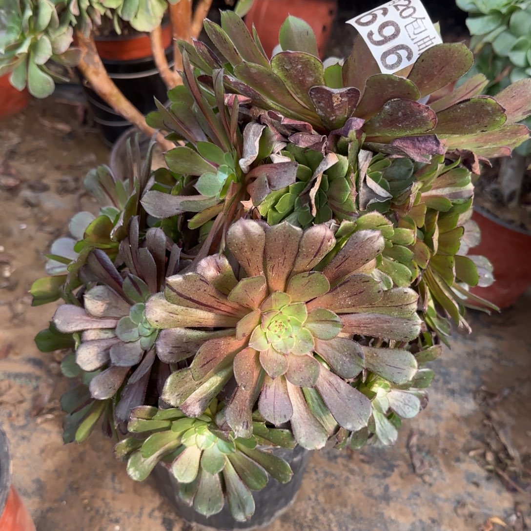 墨铜拉丝696满20包邮断枝不包