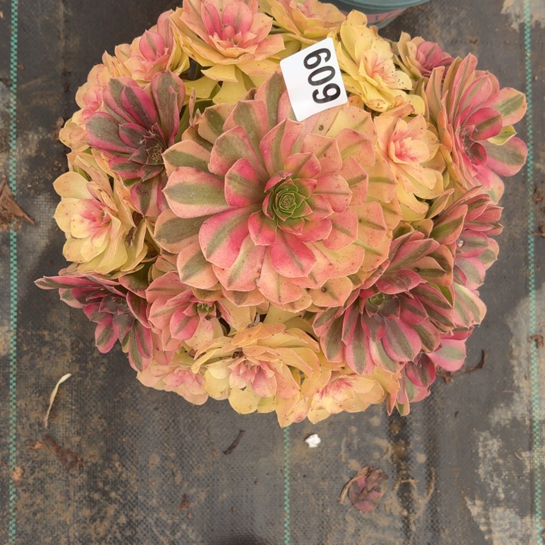 609雨河多肉植物福利