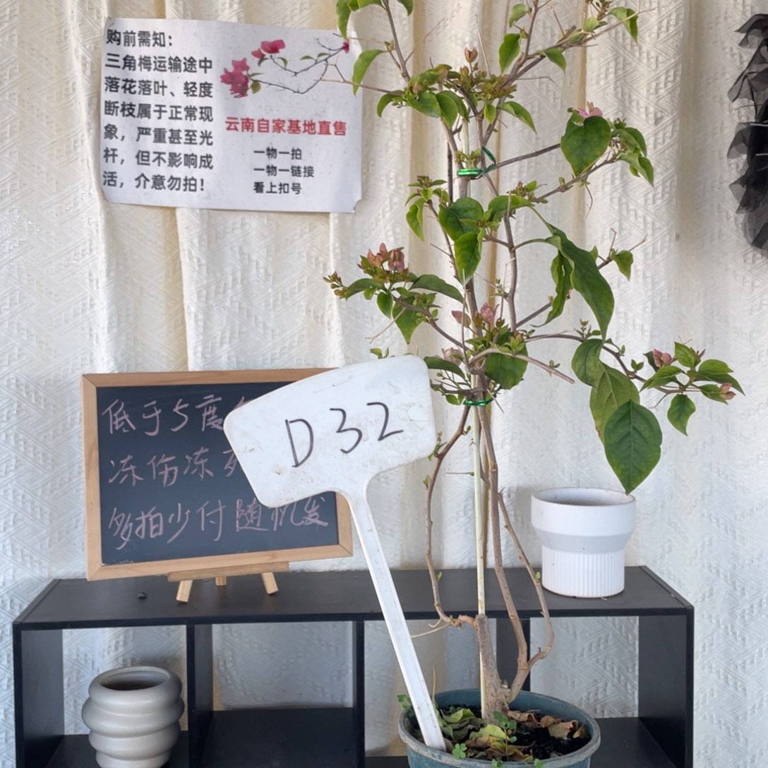 大量花朵（建议范围：8朵-15朵 或40%以上）广红樱D32