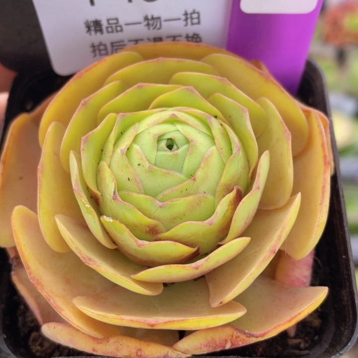 千寻玫瑰一物一拍432