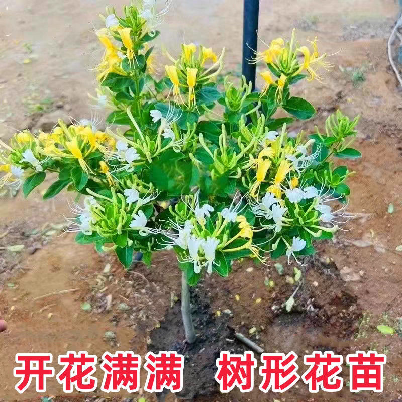 【原盆原土】四季黄色白色金银花苗盆栽地栽南方北方耐寒耐